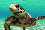 Turtle Beach Dalyan - Image 5