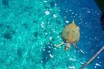 Turtle Beach Dalyan - Image 2